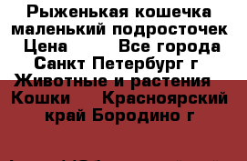 Рыженькая кошечка маленький подросточек › Цена ­ 10 - Все города, Санкт-Петербург г. Животные и растения » Кошки   . Красноярский край,Бородино г.